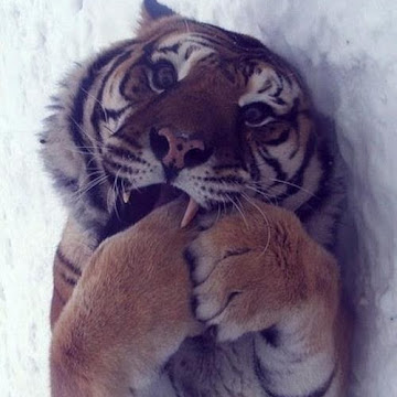 Profile photo of Guadalupe de Jesús Corrales González