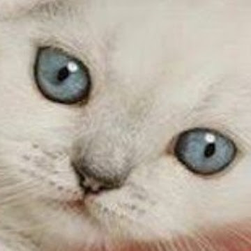 Alma Rosa Lara Martínez